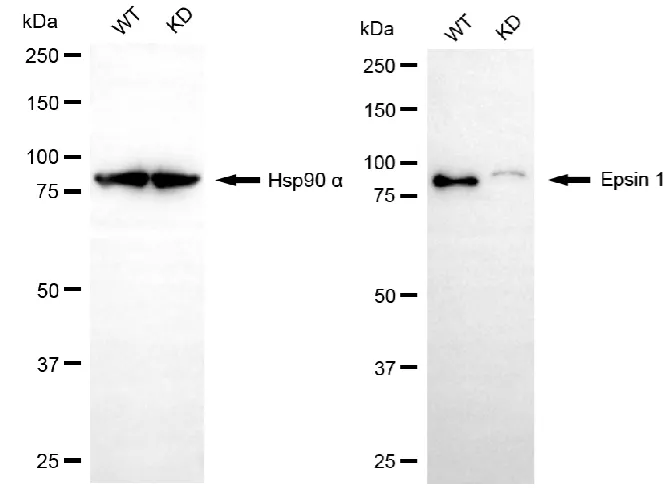 KD-Validated Epsin 1 Recombinant Rabbit Monoclonal Antibody