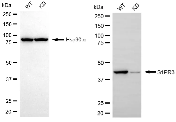 KD-Validated S1PR3 Recombinant Rabbit Monoclonal Antibody