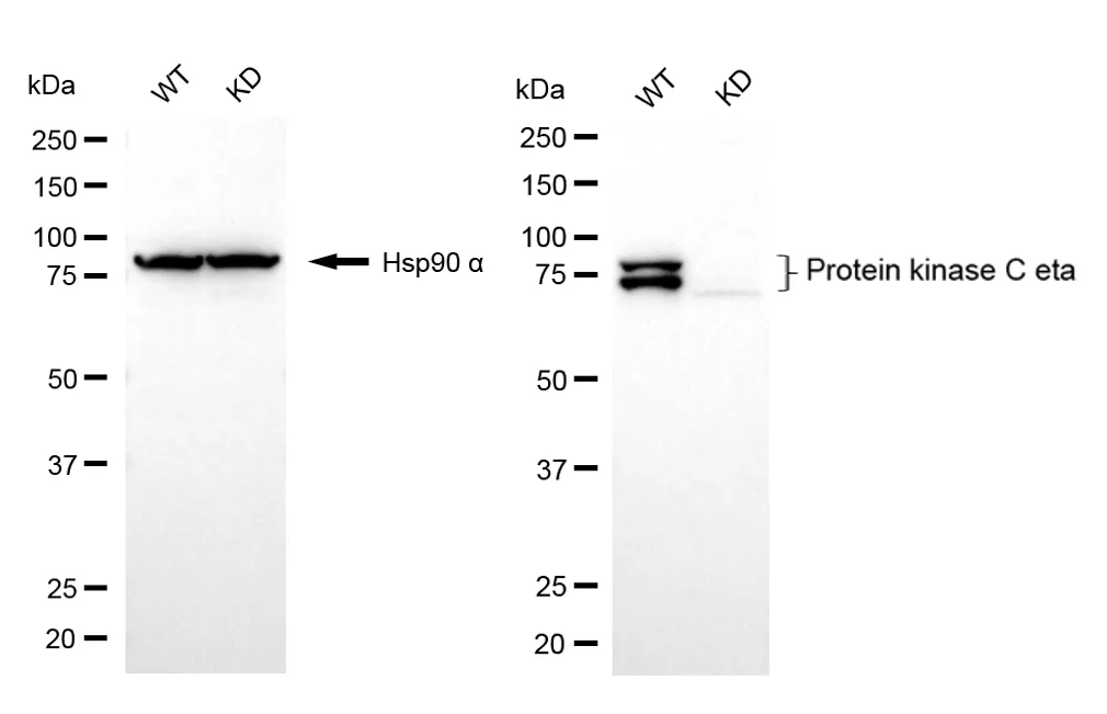 KD-Validated Protein Kinase C Eta Recombinant Rabbit Monoclonal Antibody