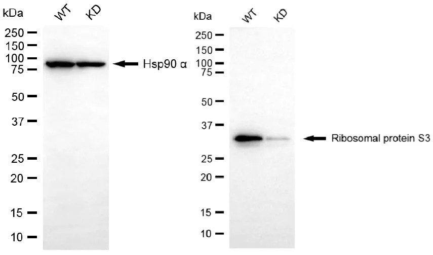 KD-Validated RPS3 Recombinant Rabbit Monoclonal Antibody