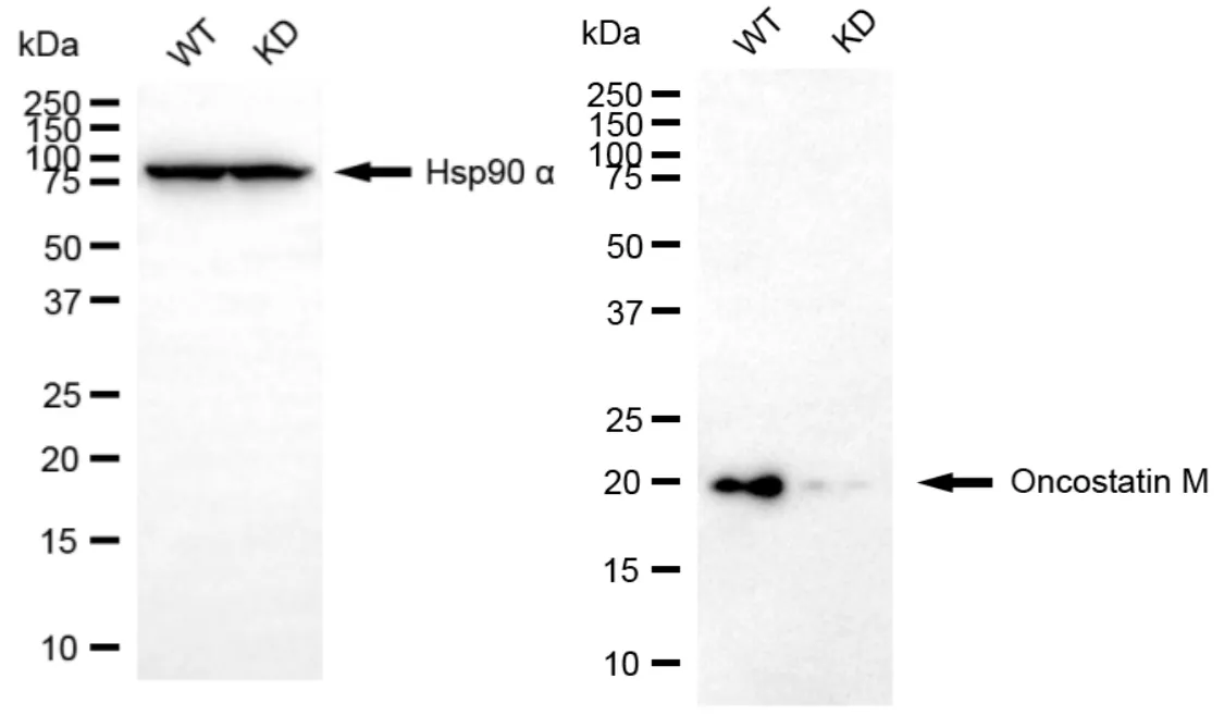 KD-Validated Oncostatin M Recombinant Rabbit Monoclonal Antibody