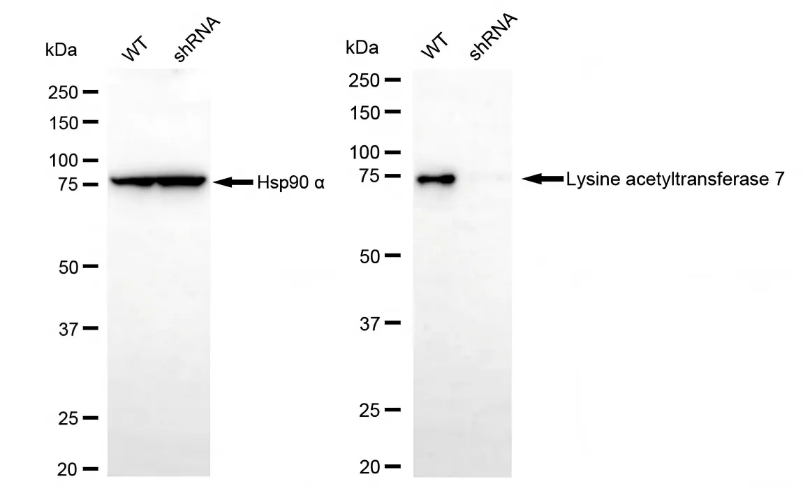 KD-Validated Lysine Acetyltransferase 7 Recombinant Rabbit Monoclonal Antibody