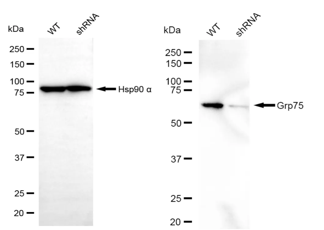 KD-Validated Grp75 Recombinant Rabbit Monoclonal Antibody
