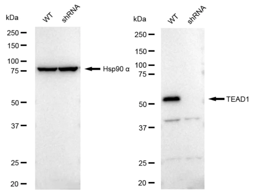 KD-Validated TEAD1 Recombinant Rabbit Monoclonal Antibody