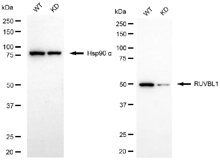 KD-Validated RuvB Like AAA ATPase 1 Recombinant Rabbit Monoclonal Antibody