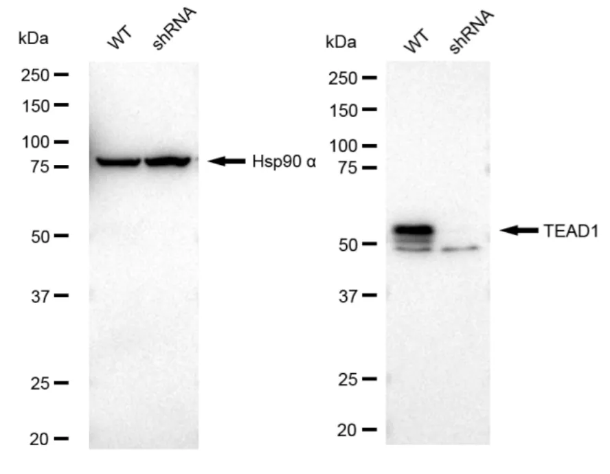 KD-Validated TEAD1 Recombinant Rabbit Monoclonal Antibody