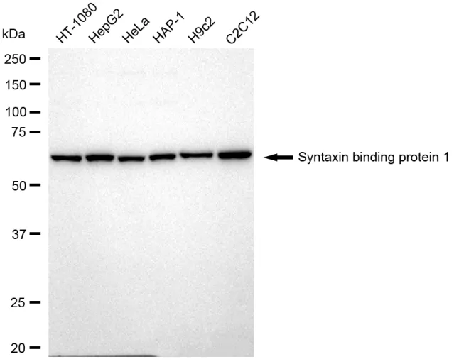 WesternBlot(WB) - KD-Validated Syntaxin Binding Protein 1 Recombinant Rabbit Monoclonal Antibody KVAb01475