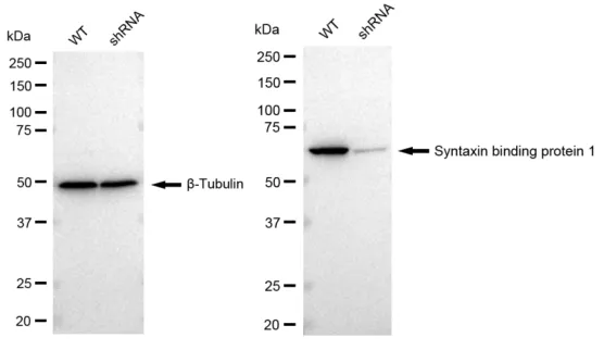 KD-Validated Syntaxin Binding Protein 1 Recombinant Rabbit Monoclonal Antibody