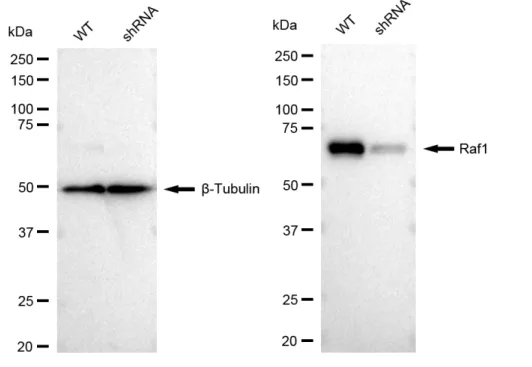KD-Validated Raf1 Recombinant Rabbit Monoclonal Antibody