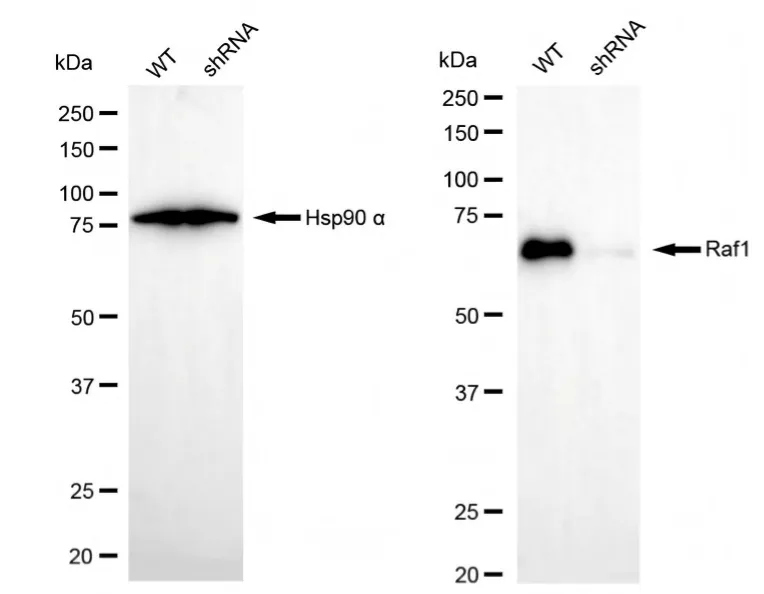 KD-Validated Raf1 Recombinant Rabbit Monoclonal Antibody