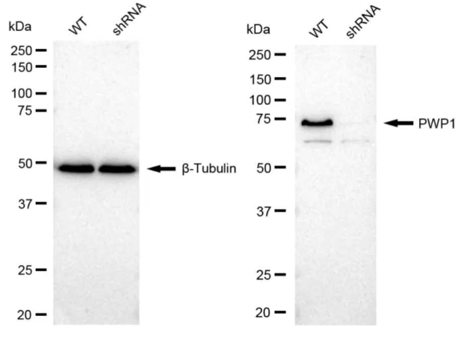 KD-Validated PWP1 Recombinant Rabbit Monoclonal Antibody