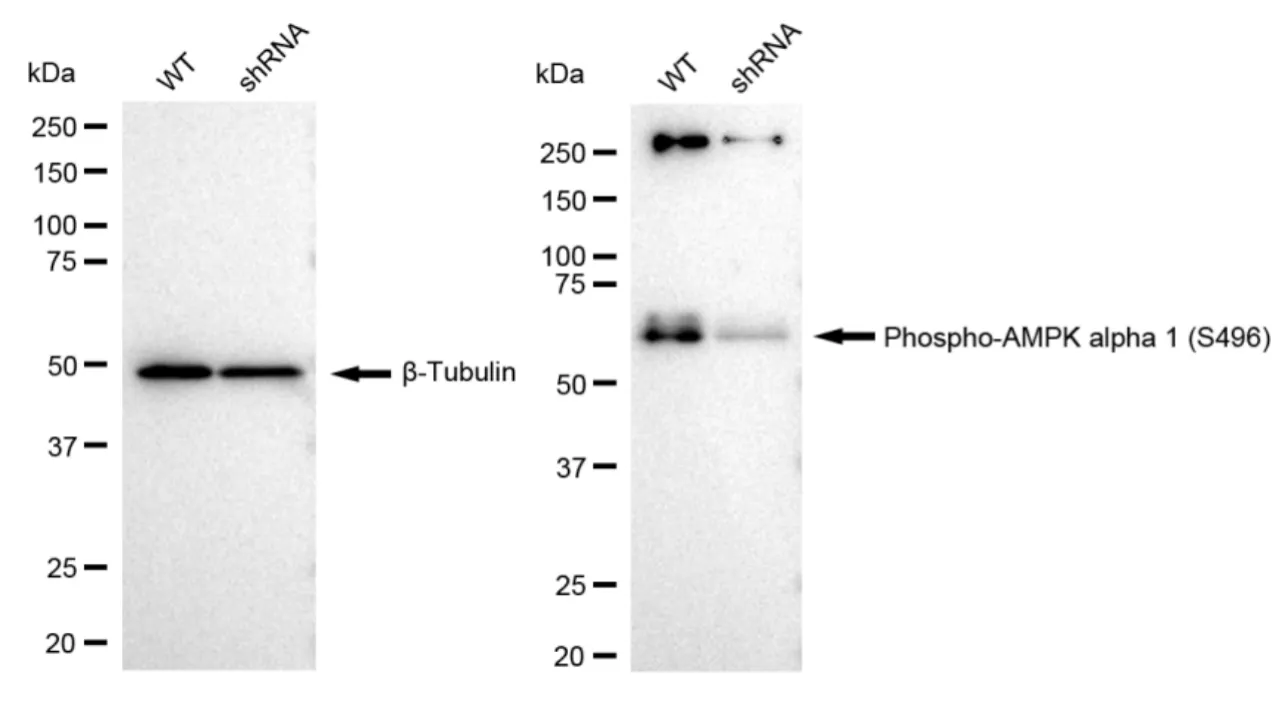 KD-Validated Phospho-AMPK Alpha 1 (S496) Recombinant Rabbit Monoclonal Antibody