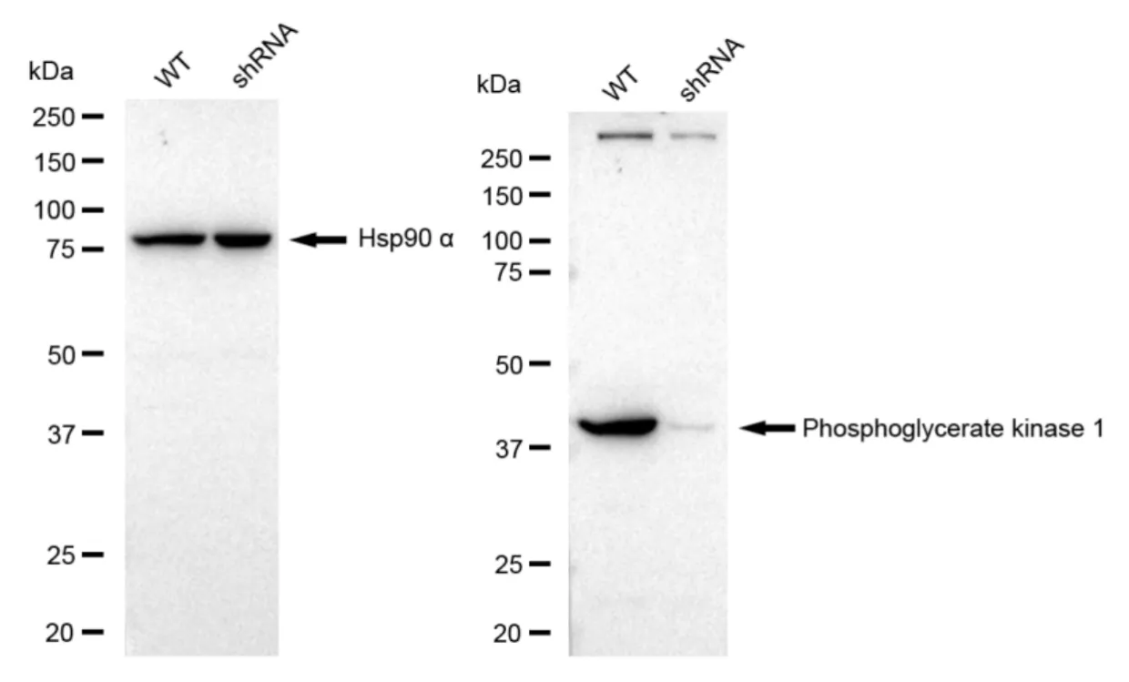 KD-Validated Phosphoglycerate Kinase 1 Recombinant Rabbit Monoclonal Antibody
