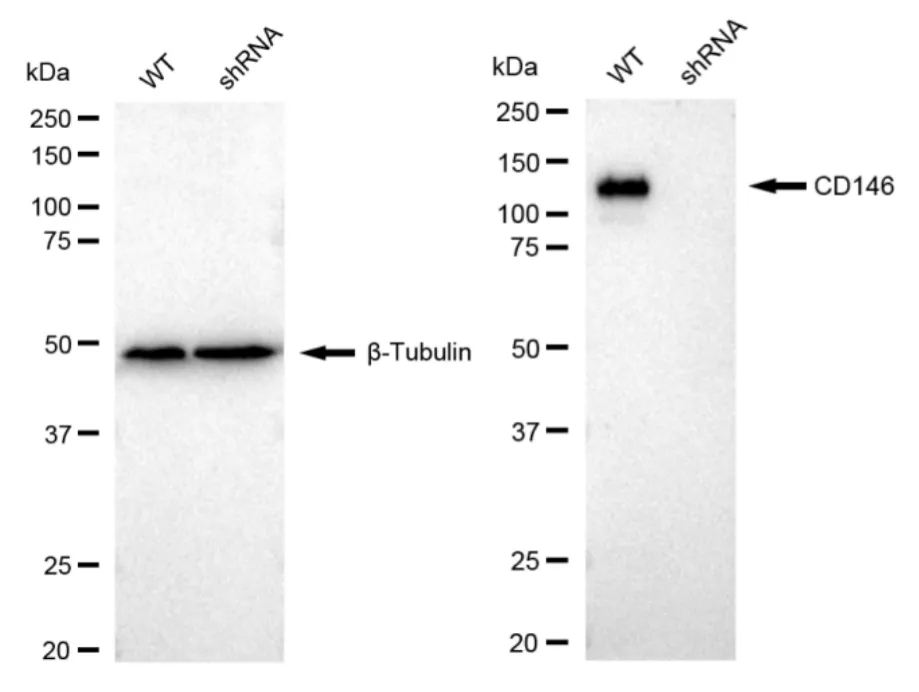 KD-Validated CD146 Recombinant Rabbit Monoclonal Antibody