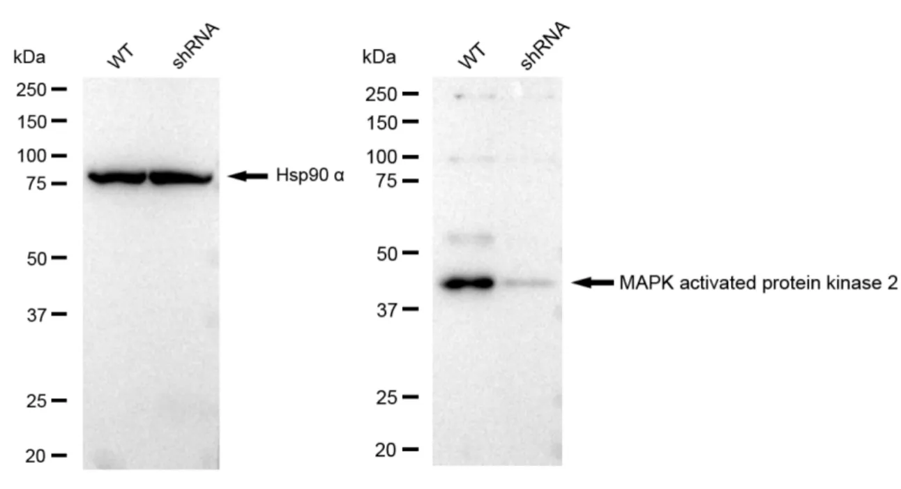 KD-Validated MAPK Activated Protein Kinase 2 Recombinant Rabbit Monoclonal Antibody