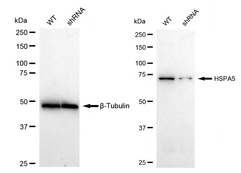 KD-Validated HSPA5 Recombinant Rabbit Monoclonal Antibody