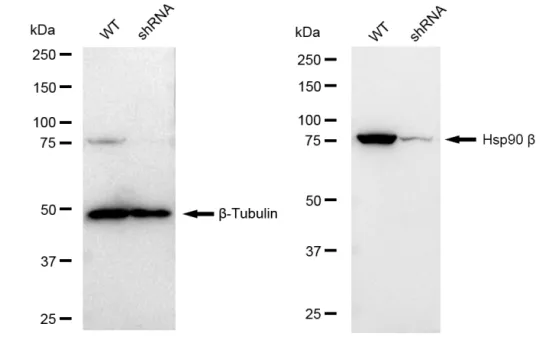 KD-Validated Hsp90 Beta Recombinant Rabbit Monoclonal Antibody