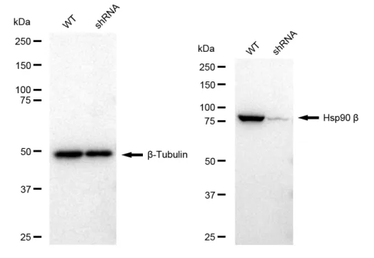 KD-Validated Hsp90 Beta Recombinant Rabbit Monoclonal Antibody