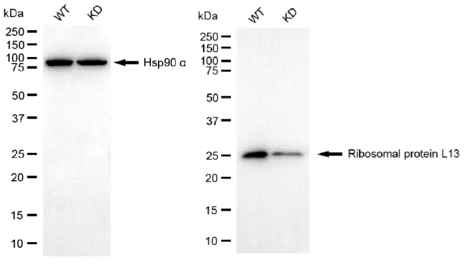 KD-Validated Ribosomal Protein L13 Recombinant Rabbit Monoclonal Antibody