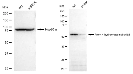 KD-Validated Prolyl 4-hydroxylase subunit beta Recombinant Rabbit Monoclonal Antibody
