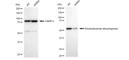 KD-Validated Dihydrolipoamide Dehydrogenase Recombinant Rabbit Monoclonal Antibody