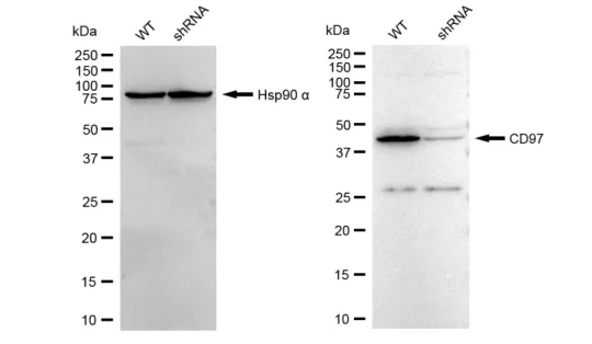 KD-Validated CD97 Recombinant Rabbit Monoclonal Antibody