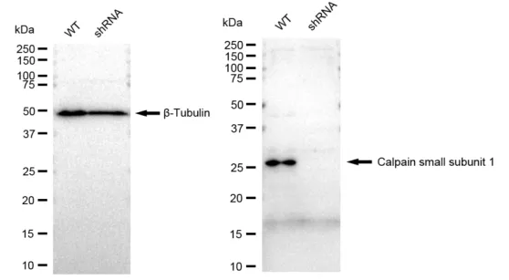 KD-Validated Calpain Small Subunit 1 Recombinant Rabbit Monoclonal Antibody