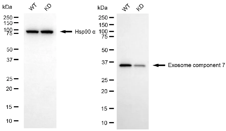 KD-Validated Exosome Component 7 Recombinant Rabbit Monoclonal Antibody