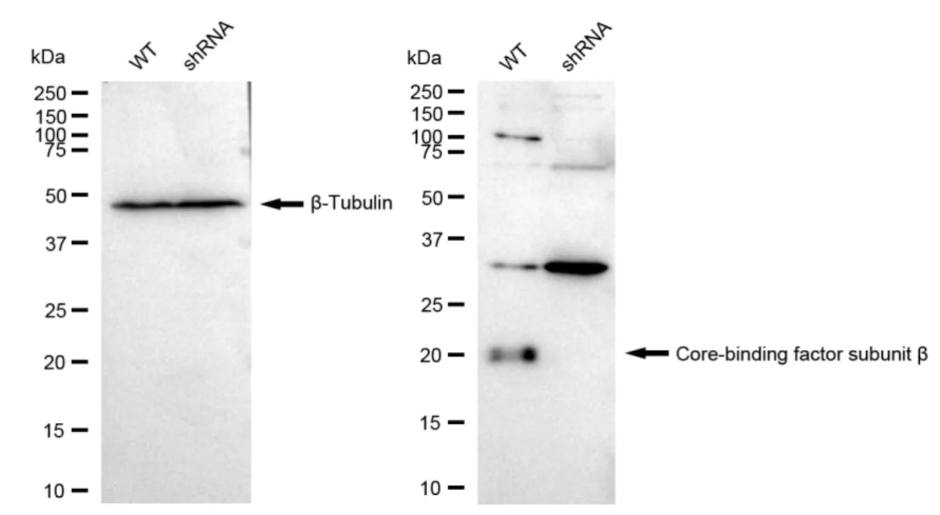 KD-Validated Core-Binding Factor Subunit Beta Recombinant Rabbit Monoclonal Antibody