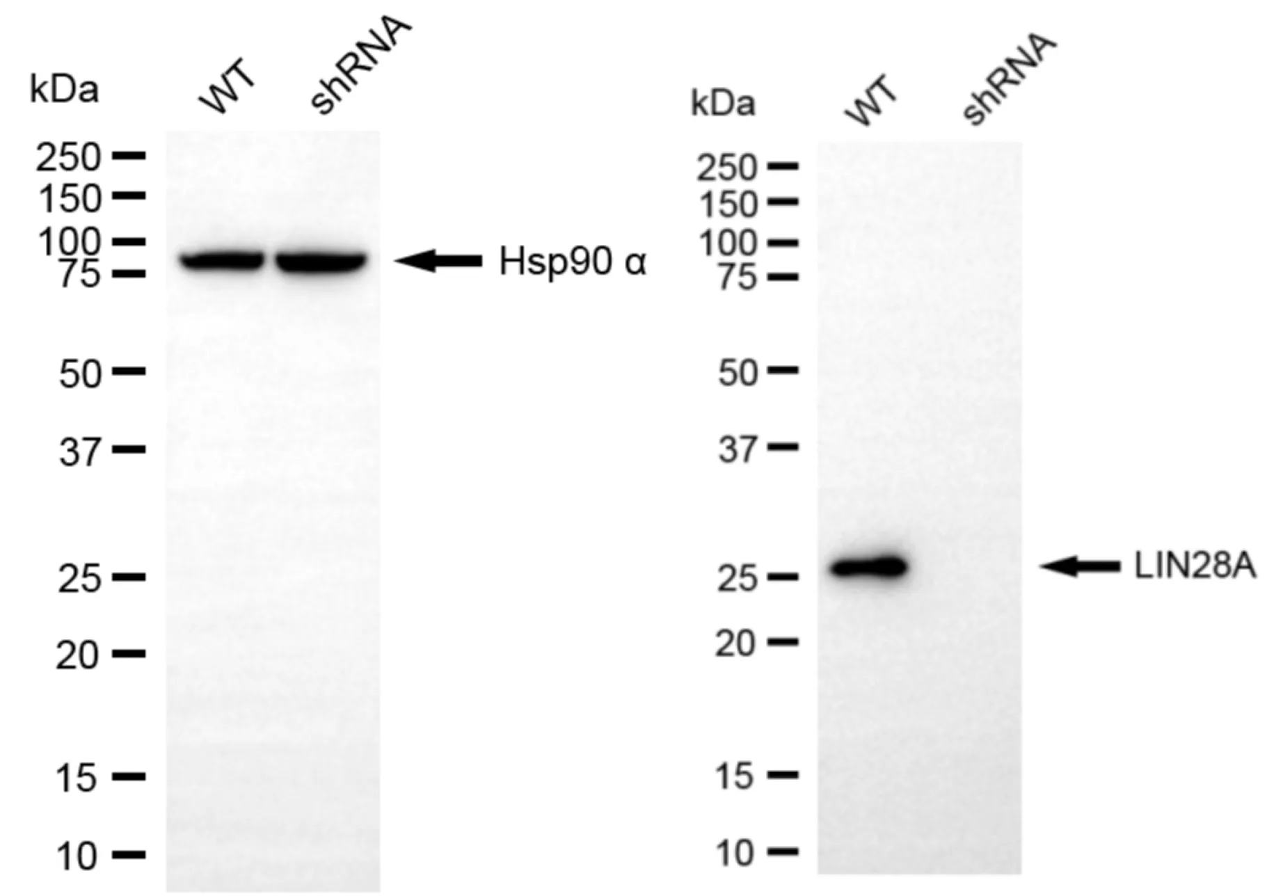 KD-Validated LIN28A Recombinant Rabbit Monoclonal Antibody