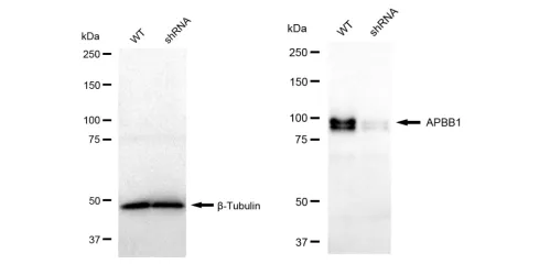 KD-Validated APBB1 Recombinant Rabbit Monoclonal Antibody