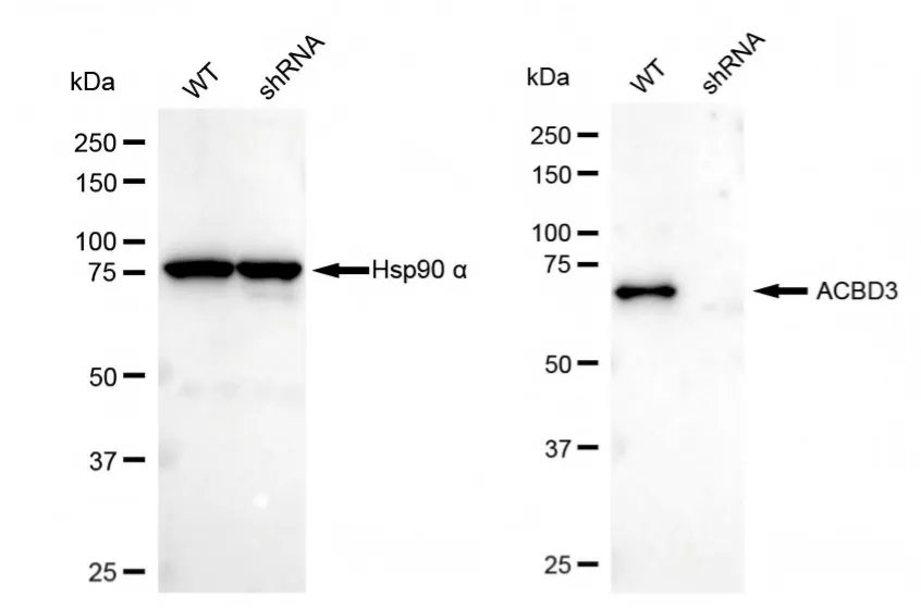 KD-Validated ACBD3 Recombinant Rabbit Monoclonal Antibody