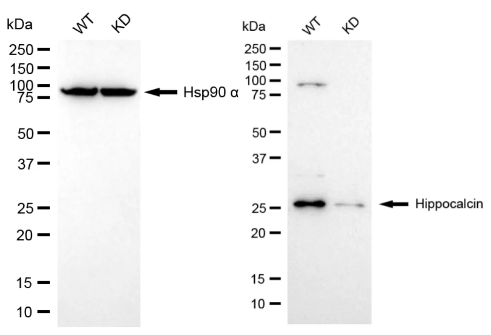 KD-Validated Hippocalcin Recombinant Rabbit Monoclonal Antibody