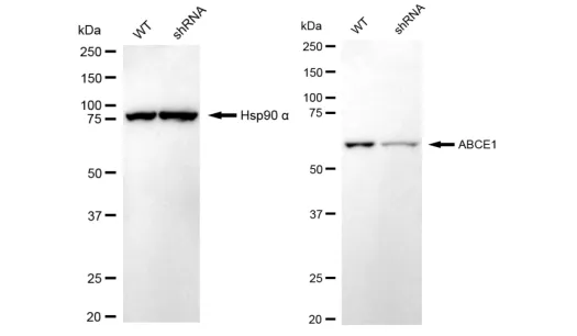 KD-Validated ABCE1 Recombinant Rabbit Monoclonal Antibody