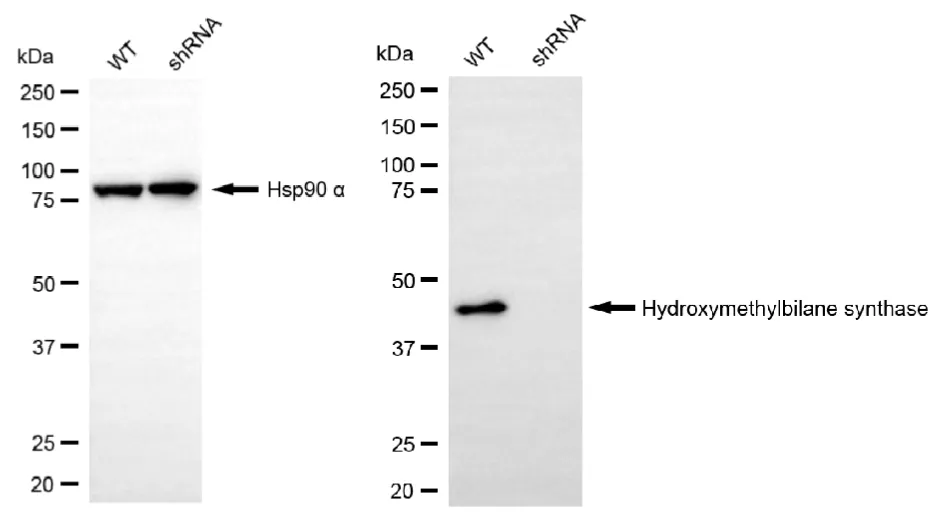 KD-Validated Hydroxymethylbilane Synthase Recombinant Rabbit Monoclonal Antibody