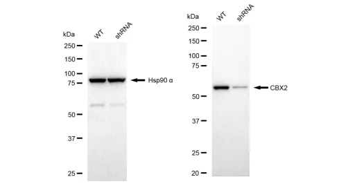 KD-Validated CBX2 Recombinant Rabbit Monoclonal Antibody