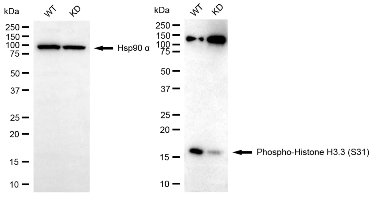 KD-Validated Phospho-Histone H3.3 (S31) Recombinant Rabbit Monoclonal Antibody