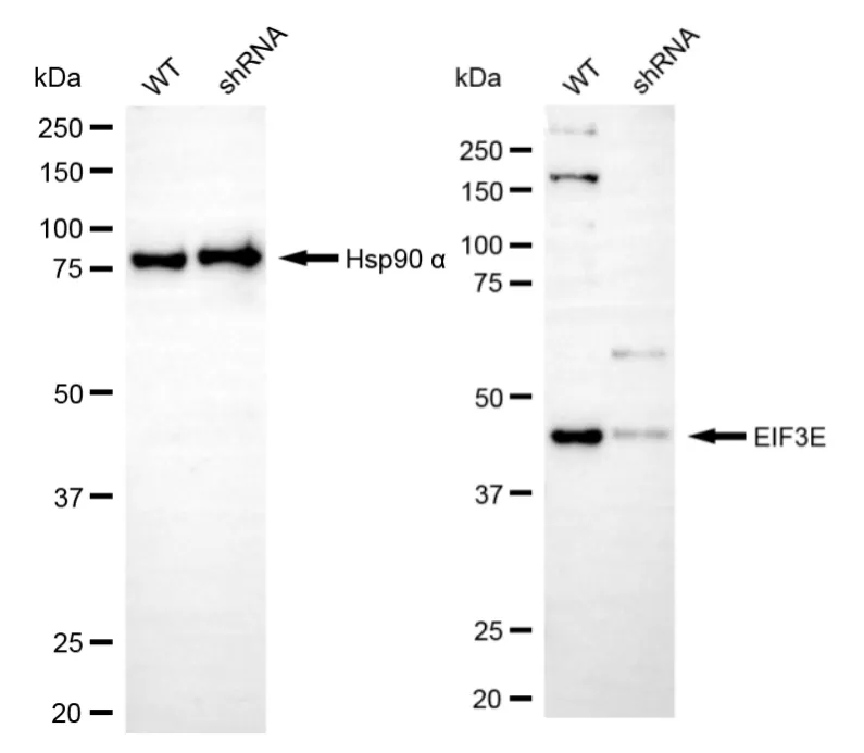 KD-Validated EIF3E Recombinant Rabbit Monoclonal Antibody