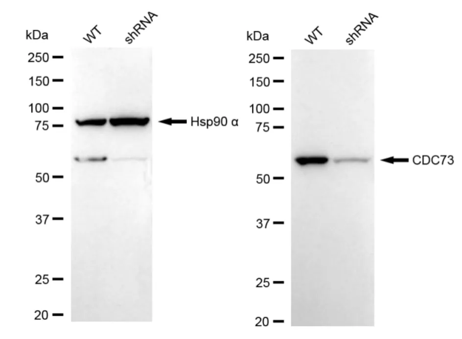KD-Validated CDC73 Recombinant Rabbit Monoclonal Antibody