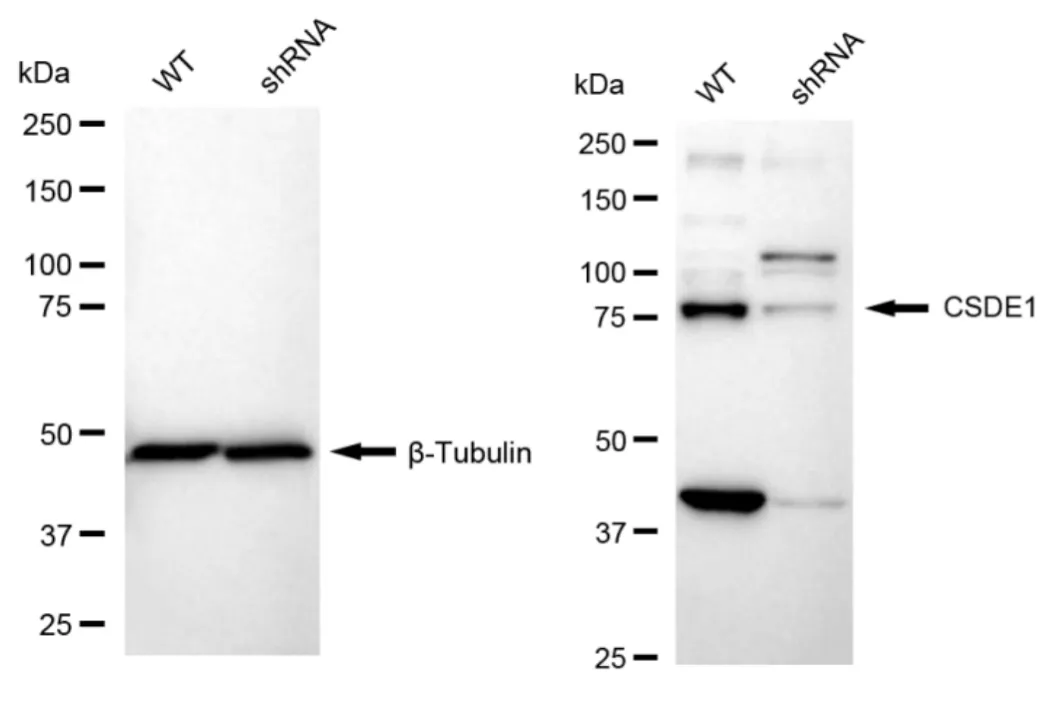 KD-Validated CSDE1 Recombinant Rabbit Monoclonal Antibody