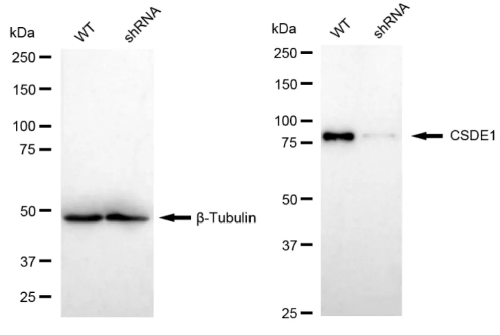 KD-Validated CSDE1 Recombinant Rabbit Monoclonal Antibody