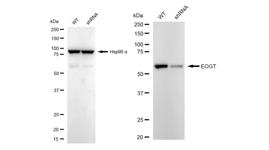 KD-Validated EOGT Recombinant Rabbit Monoclonal Antibody