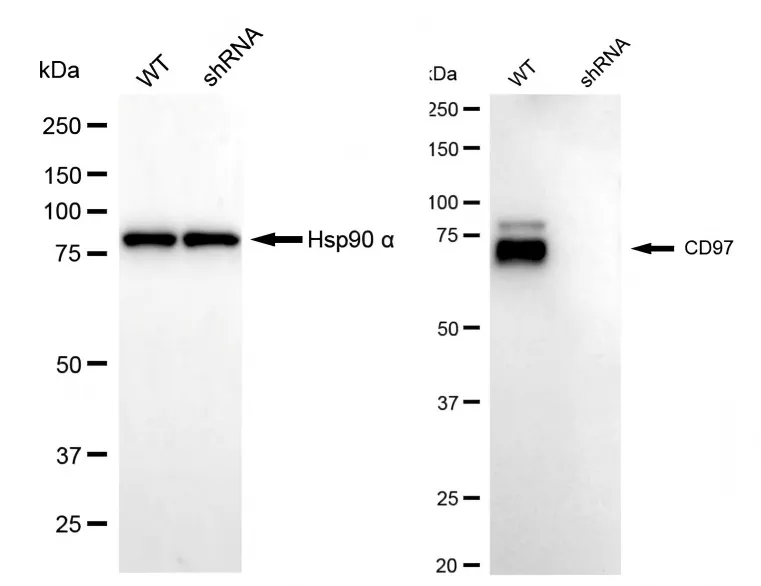 KD-Validated CD97 Recombinant Rabbit Monoclonal Antibody