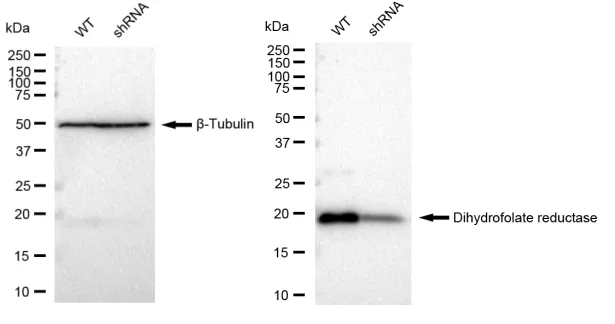 KD-Validated Dihydrofolate Reductase Recombinant Rabbit Monoclonal Antibody