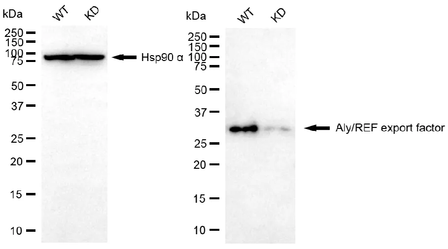 KD-Validated Aly/REF Export Factor Recombinant Rabbit Monoclonal Antibody
