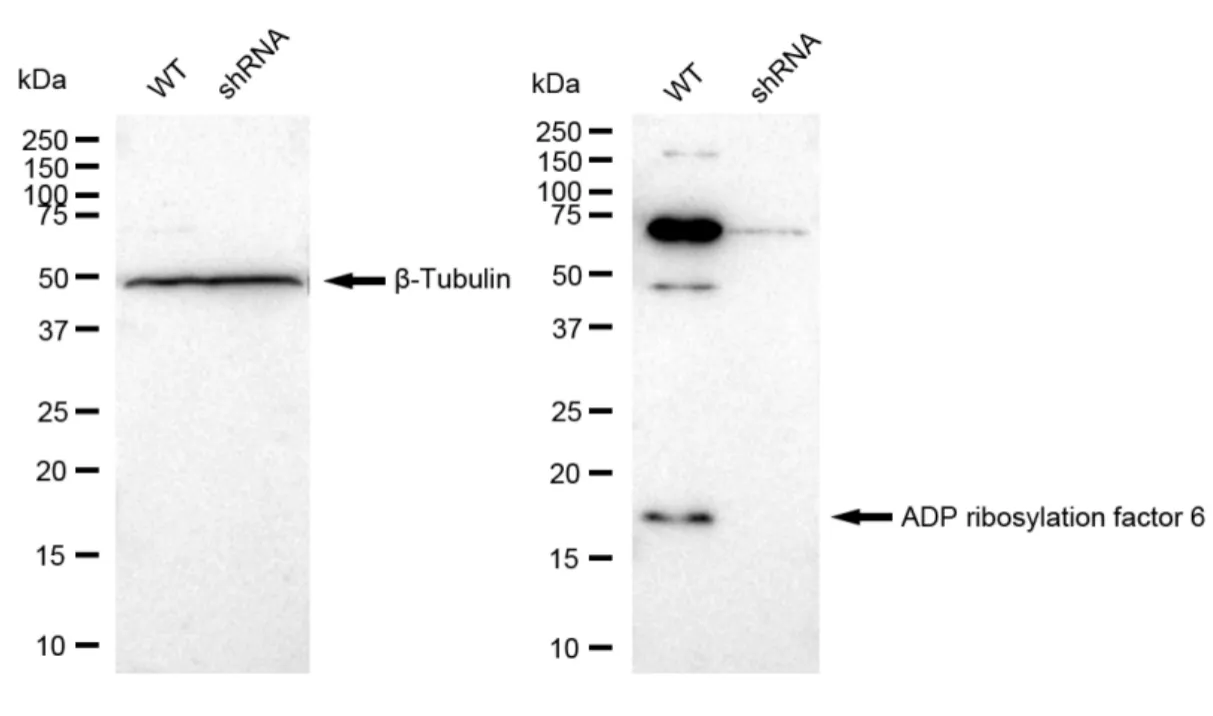 KD-Validated ADP Ribosylation Factor 6 Recombinant Rabbit Monoclonal Antibody
