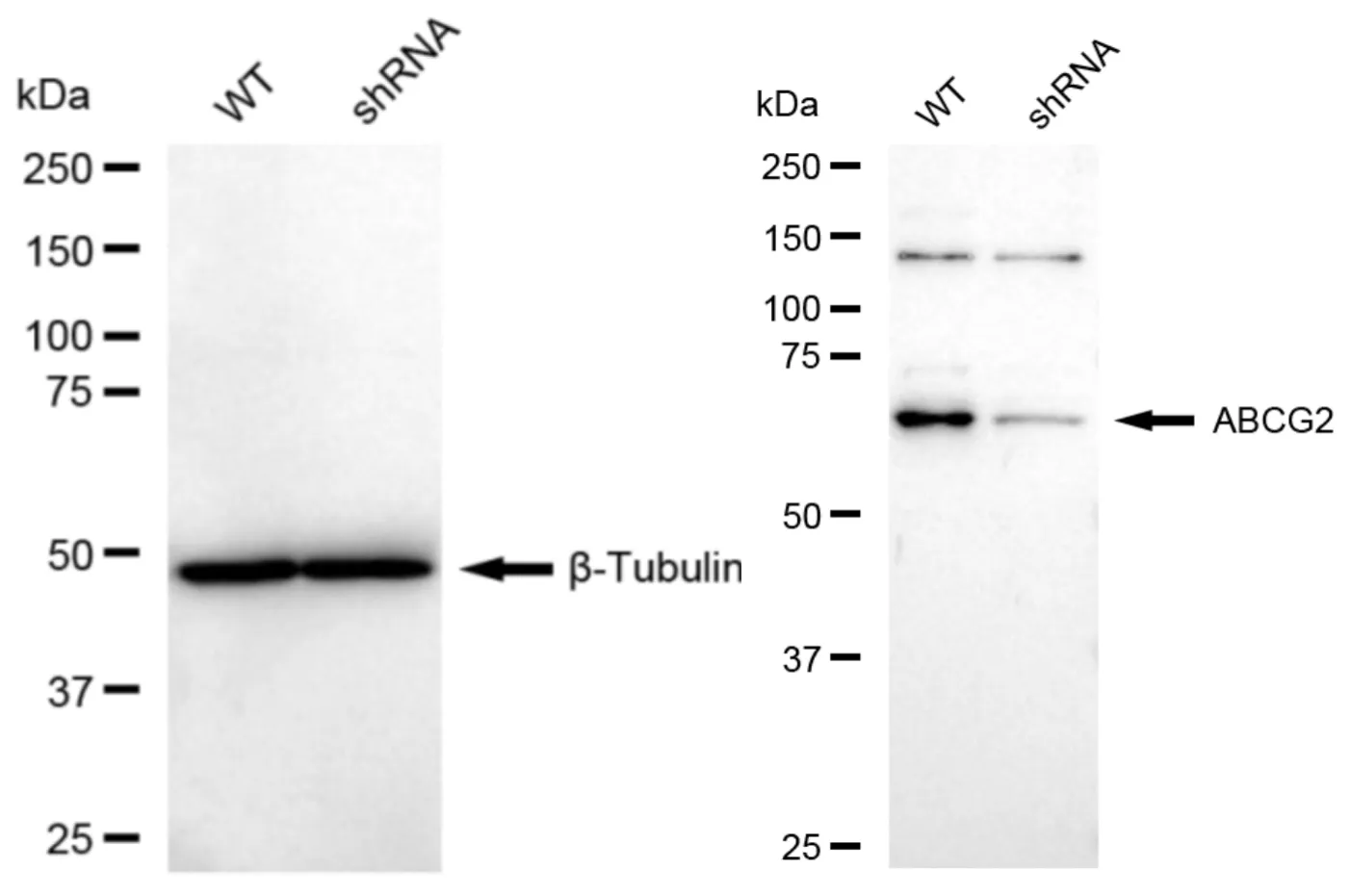 KD-Validated ABCG2 Recombinant Rabbit Monoclonal Antibody