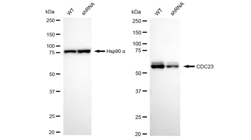 KD-Validated CDC23 Recombinant Rabbit Monoclonal Antibody