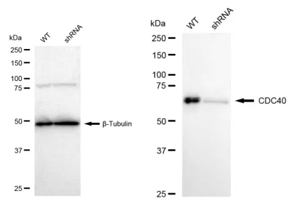 KD-Validated CDC40 Recombinant Rabbit Monoclonal Antibody