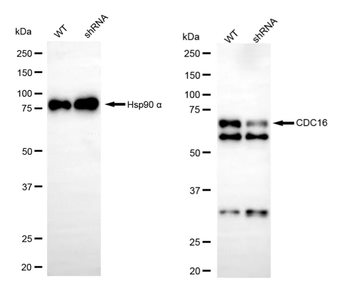 KD-Validated CDC16 Recombinant Rabbit Monoclonal Antibody